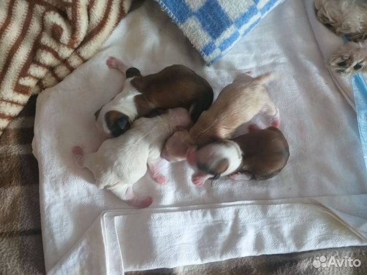 Продам щенков мальтийской болонки