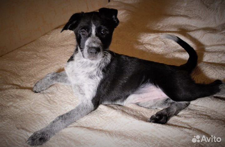 Щенки, мальчики и девочки, в добрые руки