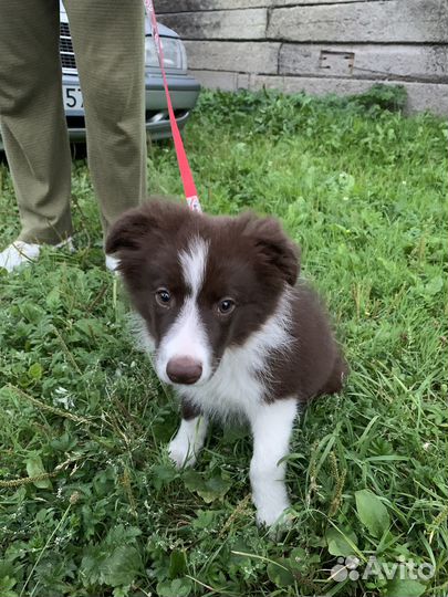 Щенок бордер колли