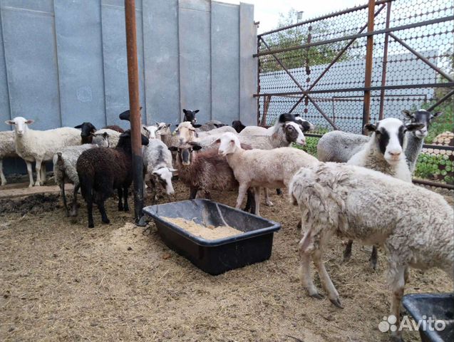 Овцы бараны купить в Казани  объявление продам