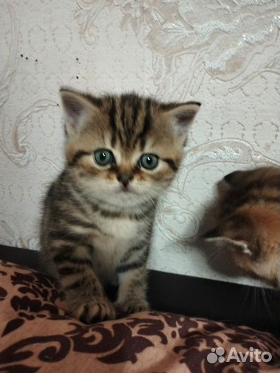 Продаются шотландские котята