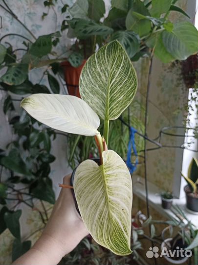 Комнатные цветы