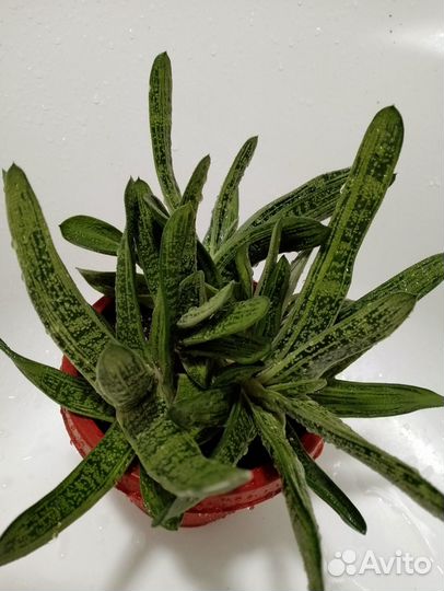 Гастерия, Кактусы