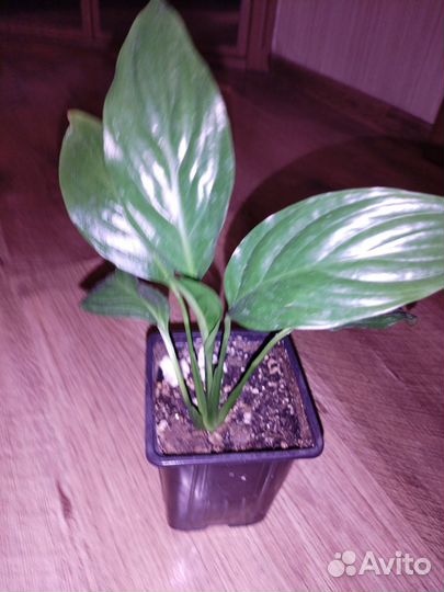 Комнатные растения