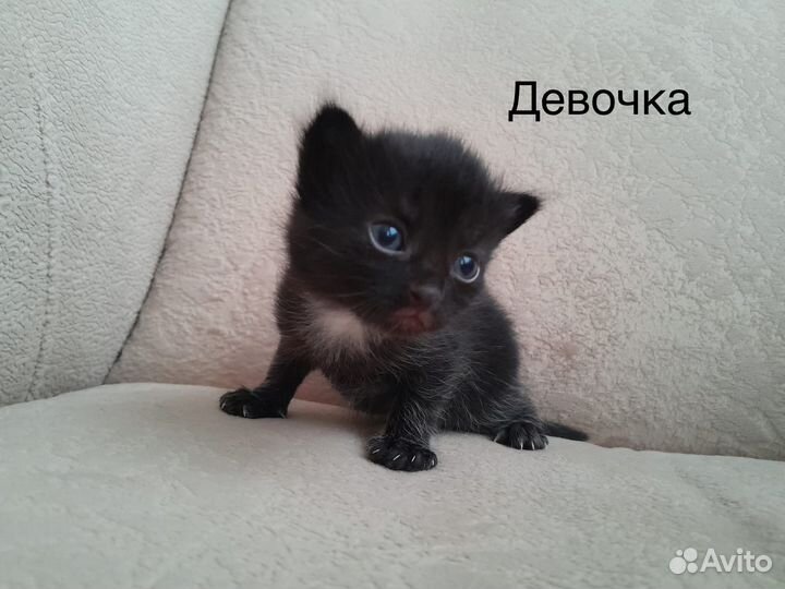 Котята хорошие