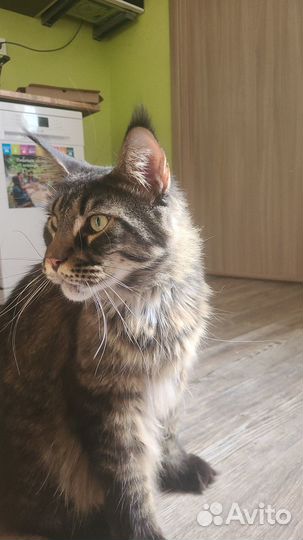 Продам кота