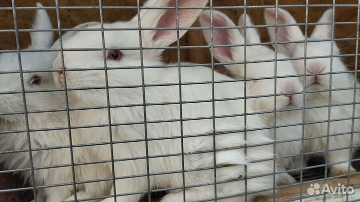 Крольчата Белый великан