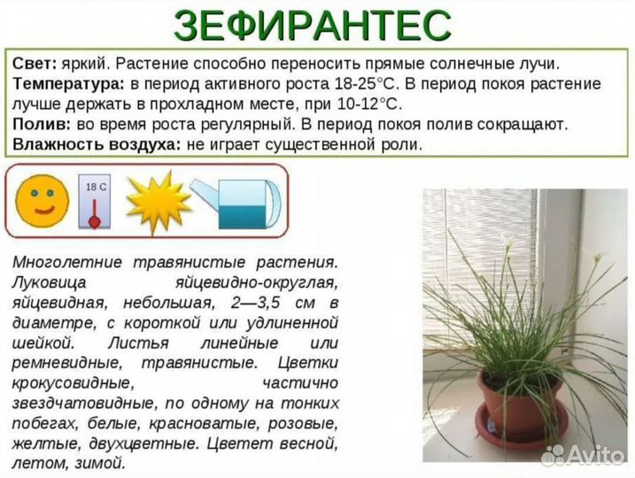 Зефирантес выскочка, обмен