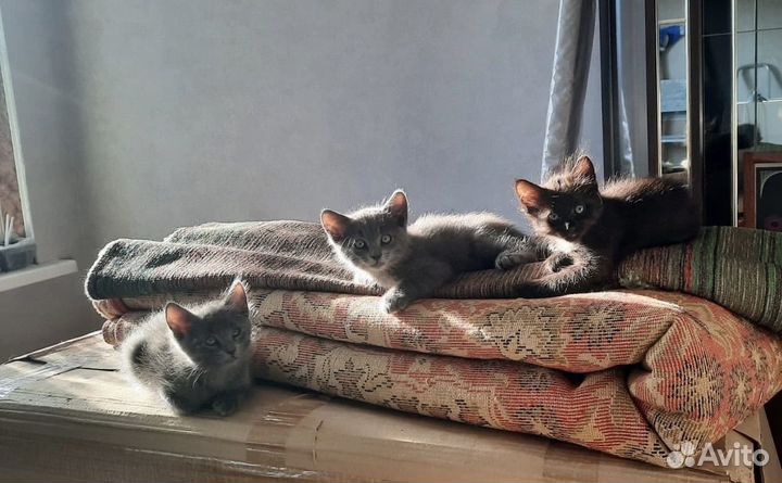 Котята в добрые руки