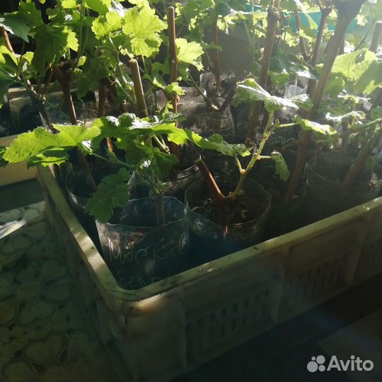 Саженцы винограда