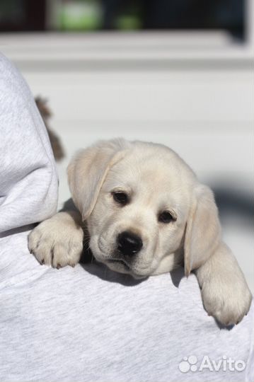 Щенки лабрадора