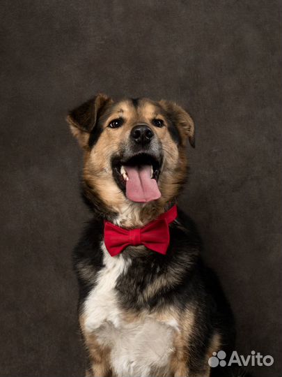 Собака Бонус