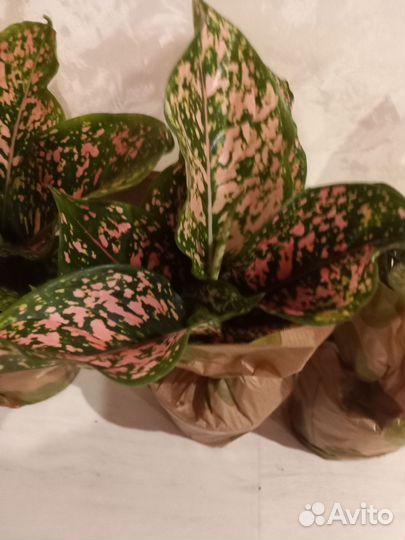 Аглаонема Далматин