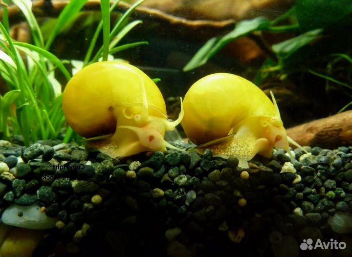 Аквариумные рыбки