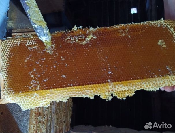 Мёд 24 года натуральный опт