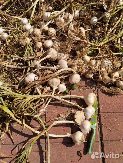 Яровой чеснок