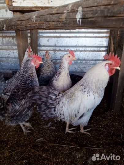 Инкубационное яйцо породных кур