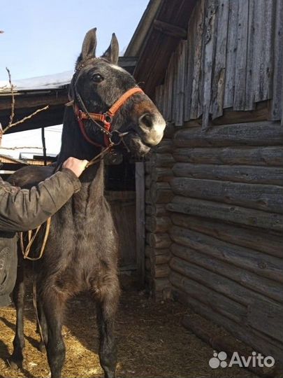 Жеребец орловский рысак