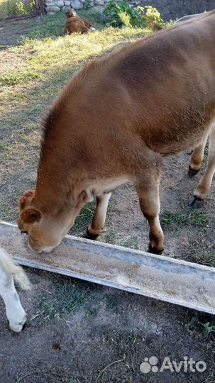 Бычки и телята