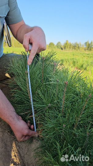 Сеянцы ели европейской окс от производителя