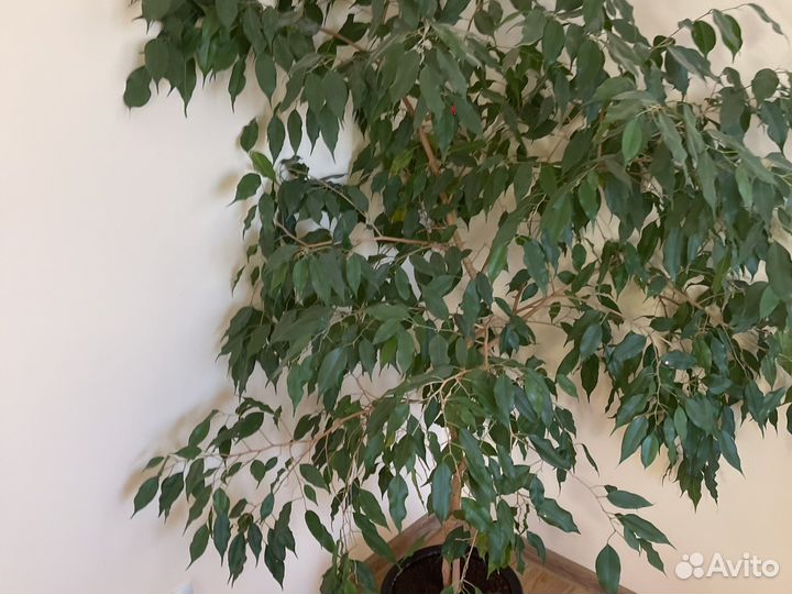 Фикус карликовый