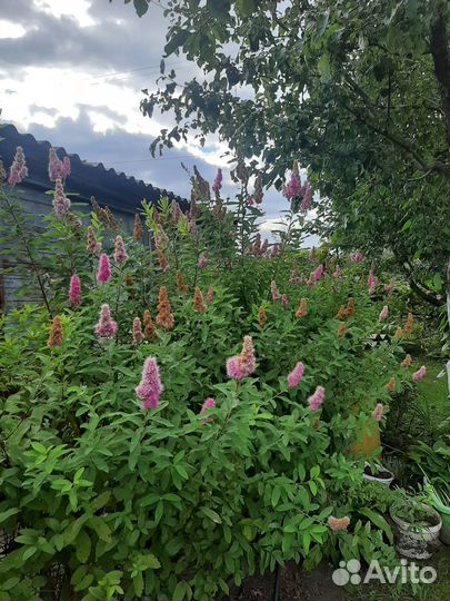 Спирея иволистная