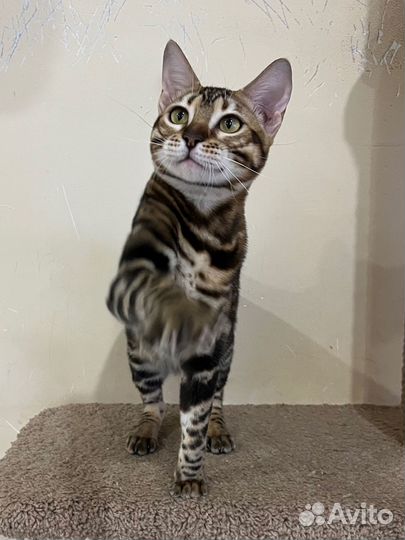 Бенгальская девочка