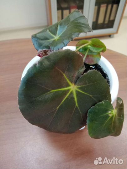 Комнатные растения цветы