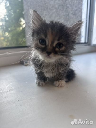 Котенок девочка в добрые руки