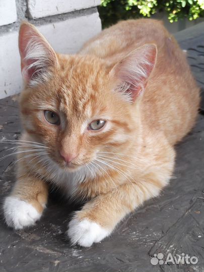 Котята ищут дом