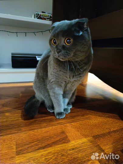 Шотландская