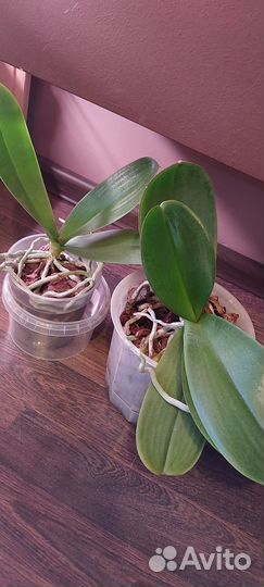 Орхидеи фаленопсис