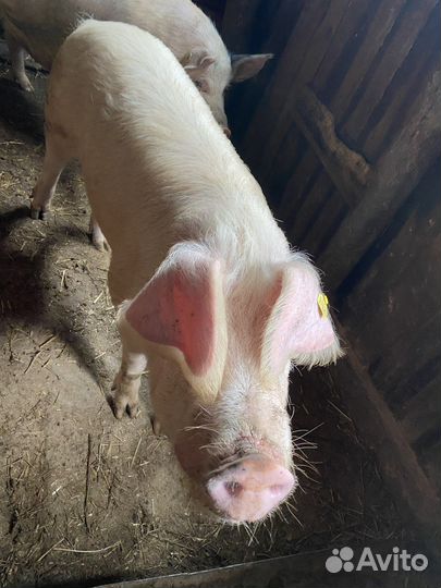 Хряк на племя