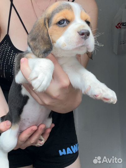 Щенки Бигль