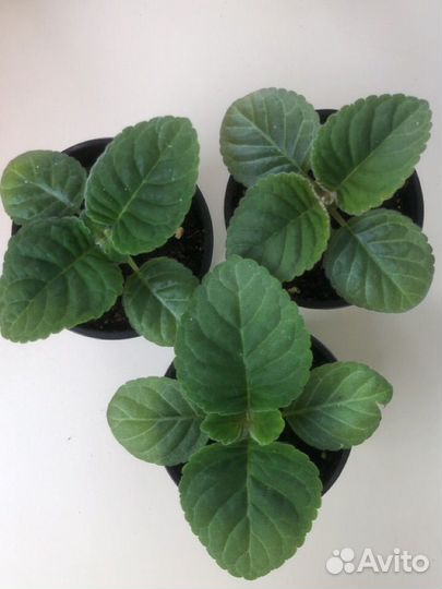 Глоксиния стакан 0,5л