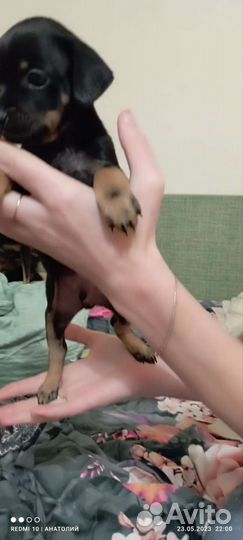 Той-терьер щенки