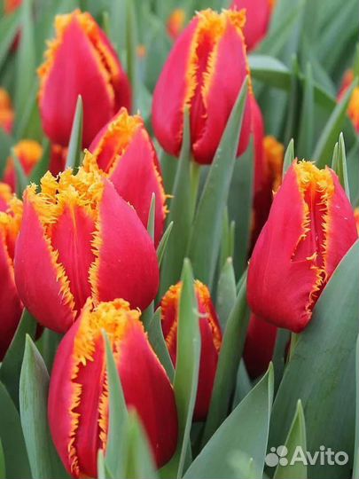 Луковицы тюльпанов кустовых