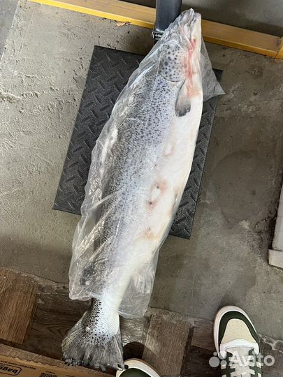 Рыбная продукция