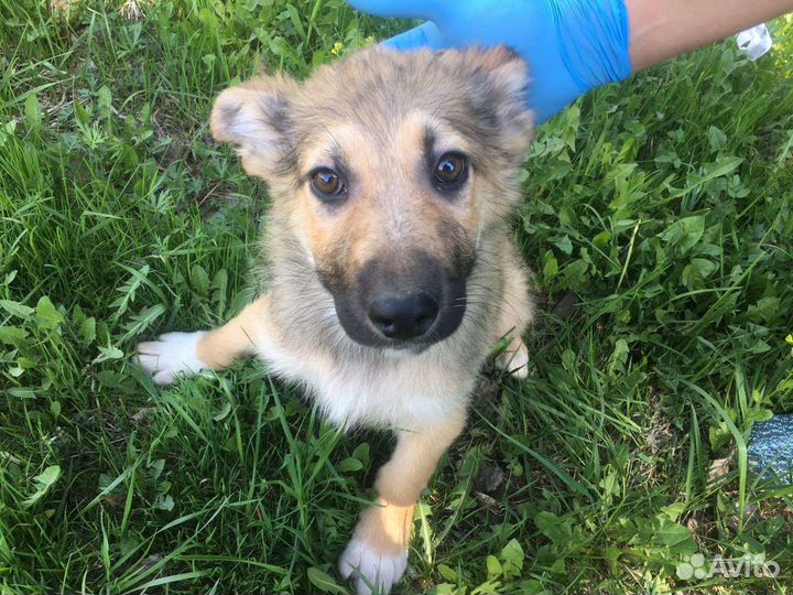 Щенки ищут дом