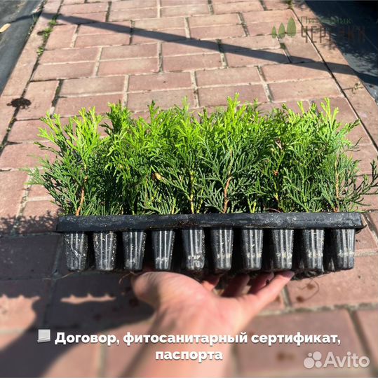 Черенки туй оптом