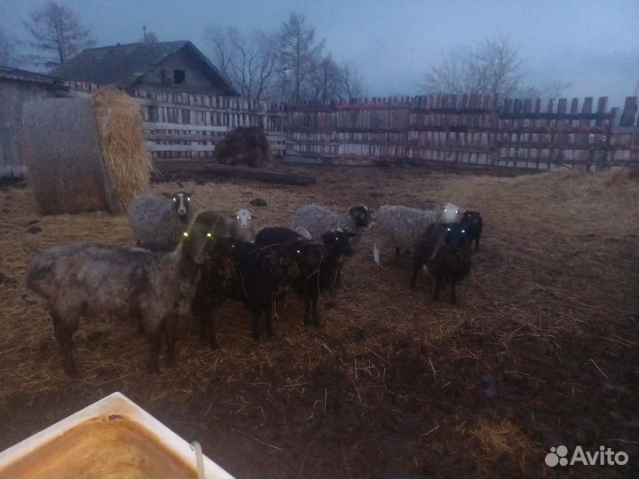 Овцы бараны