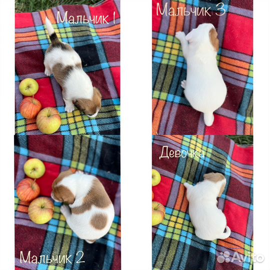 Щенки джек Рассел терьер