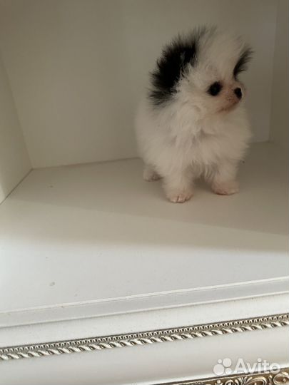 Шпиц девочка