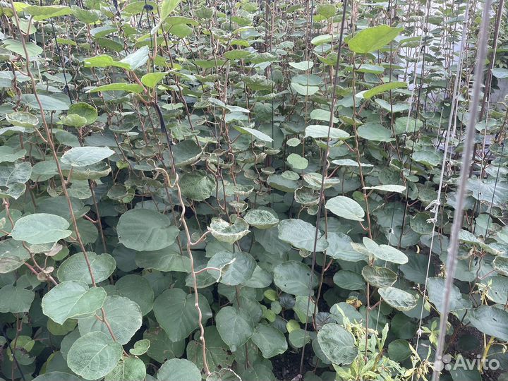 Саженцы киви хейворд