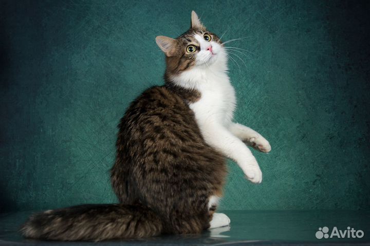 Молодой пушистый котик в дар