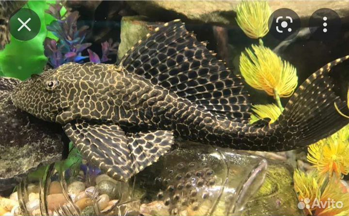 Аквариумные рыбки