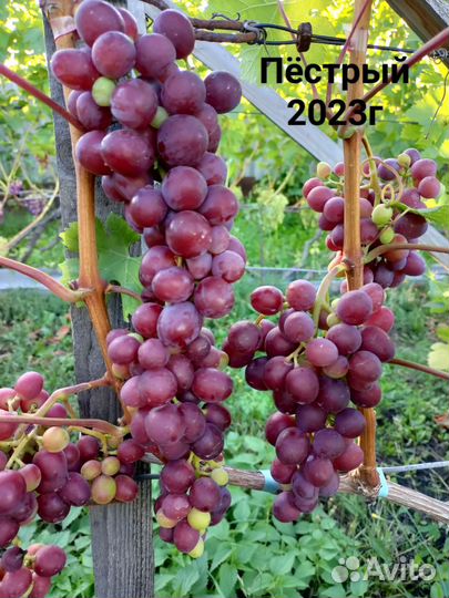 Саженцы и черенки винограда 2023-2024г