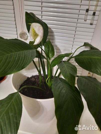 Спатифиллум Уолисса