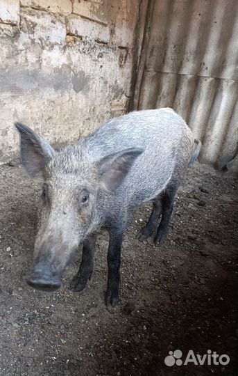 Дикие кабаны