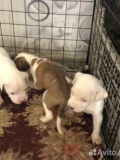 Амстафф щенки